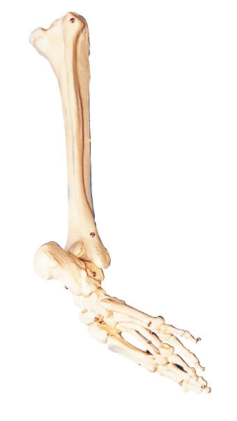 Косточки ноги, косточки икры и анатомирования shinebone людского моделируют инструмент тренировки