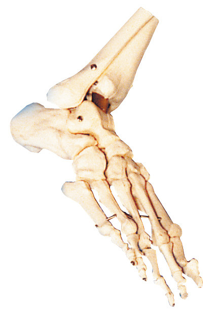 Тренировка модели ноги ISO/CE/SGS людская анатомическая для школы и больницы