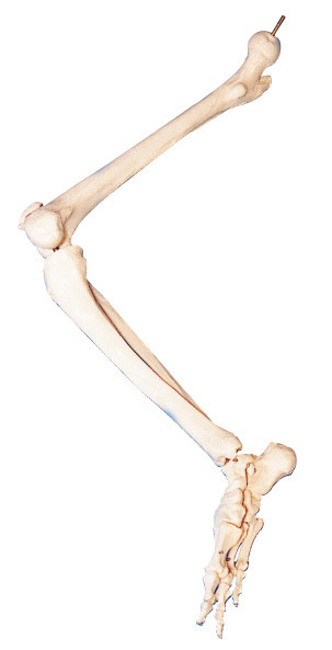 Косточки анатомирования 3d более низкого лимба людского моделируют ДЛЯ анатомического преподавательства