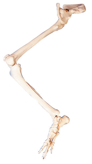Понизьте куклу образования модели торса анатомирования косточки вальмы косточек PVC лимба людскую