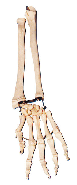 Косточка ладони с локтем - косточка и радиальная косточка подготовляют инструмент тренировки анатомирования модельный