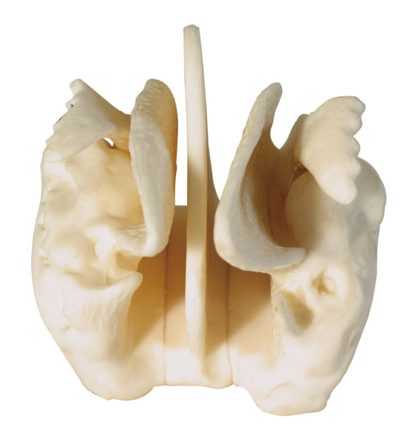 Усиленная модель анатомирования Ethmoid косточки людская для медицинской разбивочной тренировки