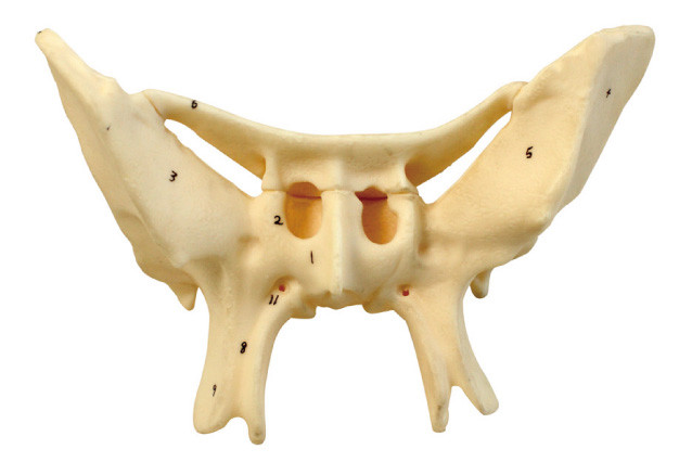 Усиленная модель анатомирования косточки Alar людская для медицинской разбивочной тренировки
