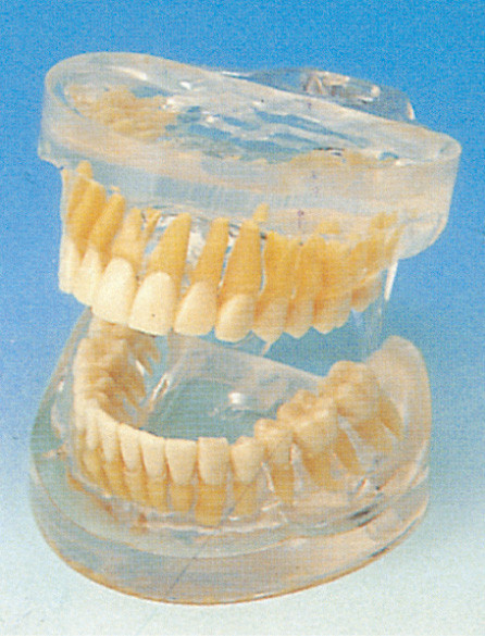 Прозрачная взрослая людская модель зубов для больниц, школ, тренировки коллежей