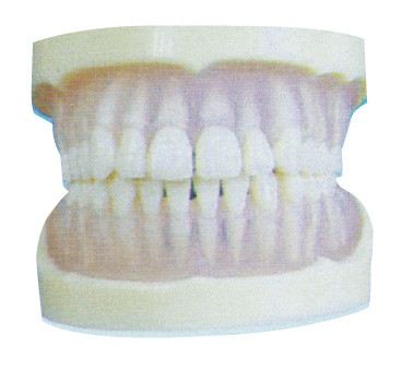 Стандартная прозрачная модель зубов PE для зубоврачебной тренировки коллежей