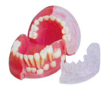 Трёхлетние основные и постоянные зубы чередуя зуб модель/3d моделируют