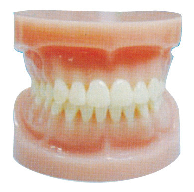 Стандартная полная - изреките людские зубы моделируйте для зубоврачебной тренировки больницы и медицинских институтов