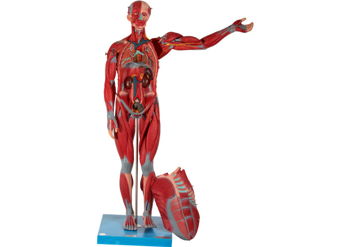 Мужской PVC модели анатомии мышцы внутреннего органа человеческий для тренировки медицинского института
