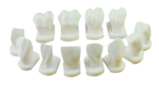 12 вида словотолкования зуба моделируют для анатомических, зубоврачебных моделей образования пациента