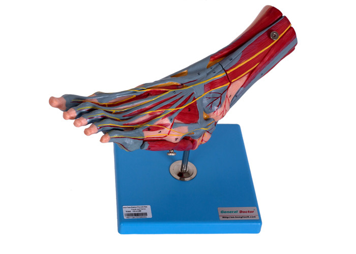 Модель анатомии мышц ноги человеческая с нервами сосудов
