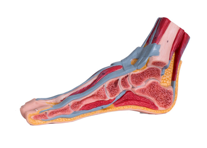 Медианная сагиттальная модель анатомии ноги PVC раздела с сосудами мышцы