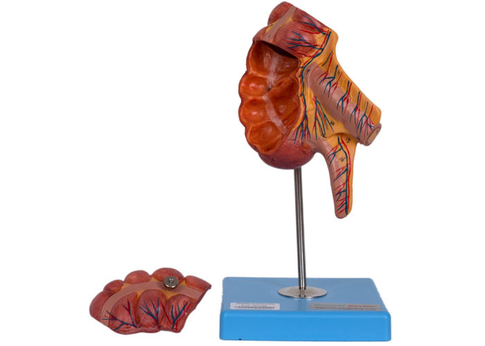 Положения модели 17 анатомии Caecum приложения PVC человеческие для медицинской тренировки