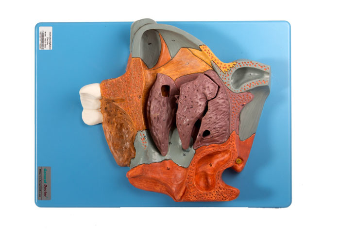Медианный сагиттальный человеческий раздел носовой полости модели анатомии для увеличиванной тренировки