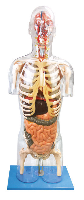 Людская модель прозрачное Troso анатомирования выдвинула инструмент образования PVC для тренировки