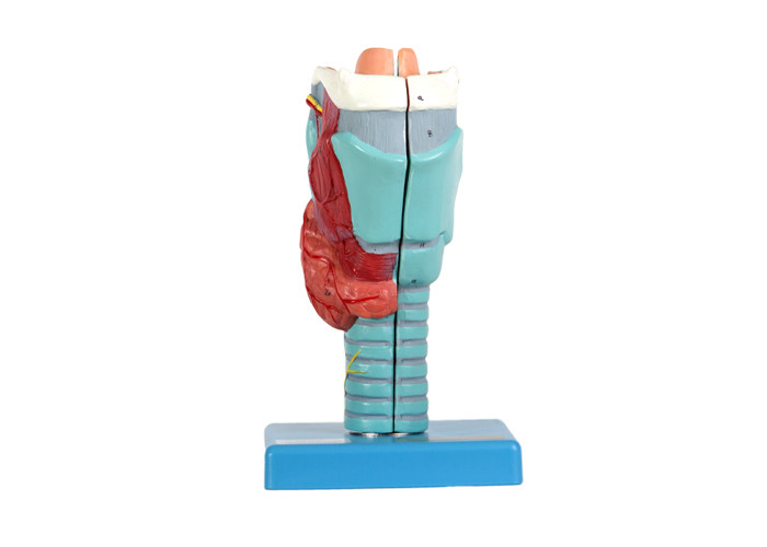2 Laryngeal части модели анатомии внутренних структур человеческой для тренировки школы