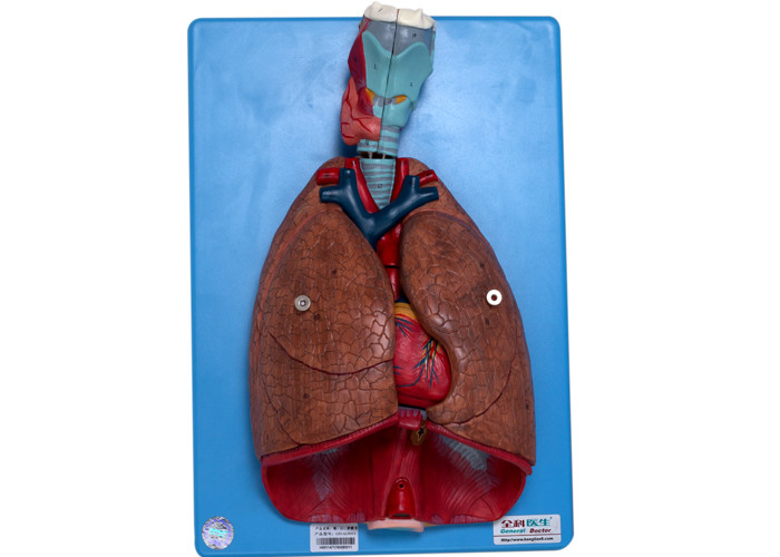 Модель анатомии кровеносных сосудов легкего сердца гортани человеческая для тренировки