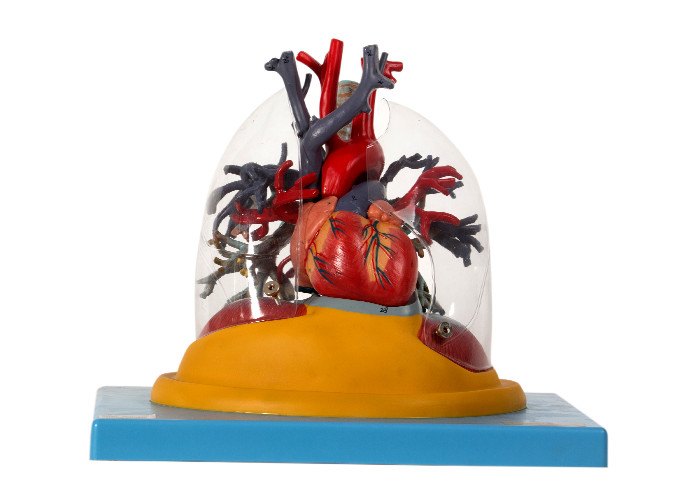 Трахея модели анатомии прозрачного легкего человеческая и бронхиальное дерево с сердцем