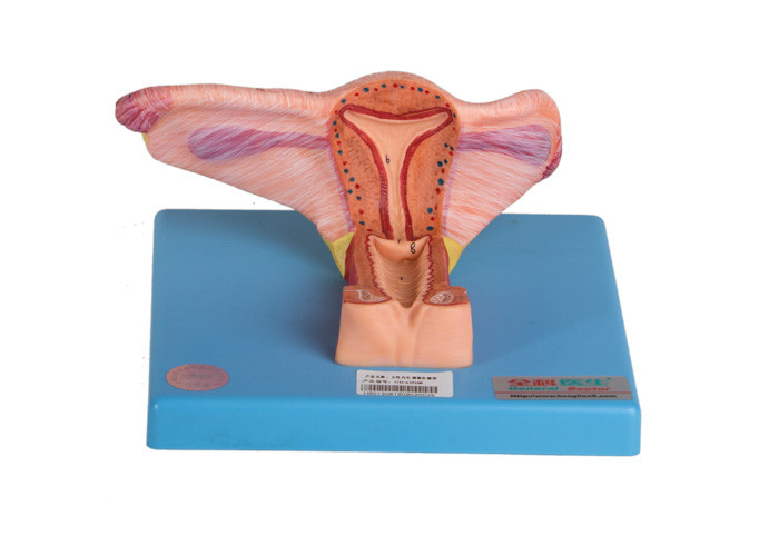 Женская внутренняя модель генитального органа показывает корональный раздел завязи и мочеточника