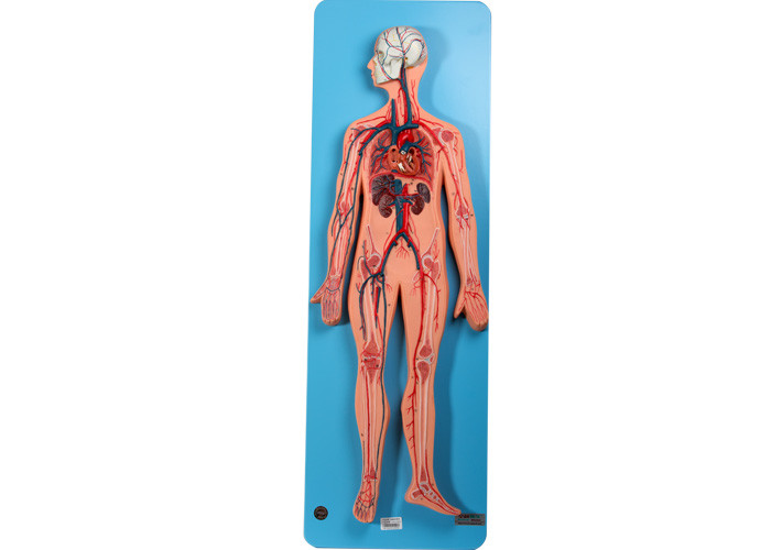 Модель анатомии циркуляторной системы включает артерии и вену для тренировки