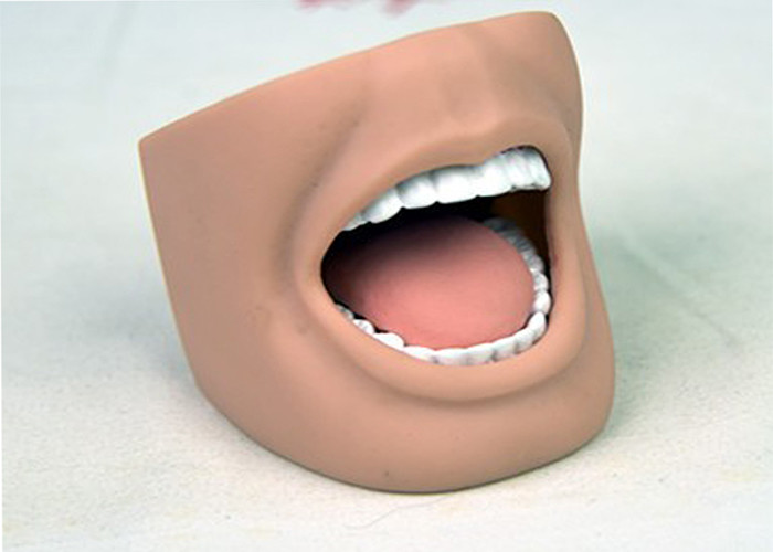 Модель рта зубоврачебного Маникин ухода взрослая с полным ИСО 9001-2000 зубов