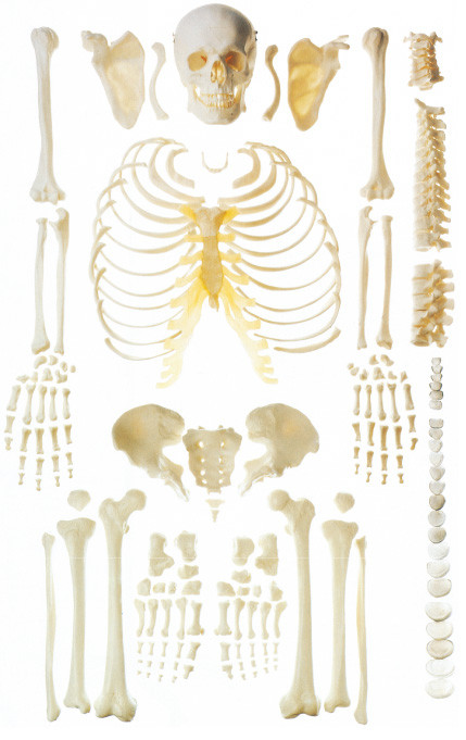 Разбросанная модель анатомирования косточки людская каркасная для демонстрации косточки
