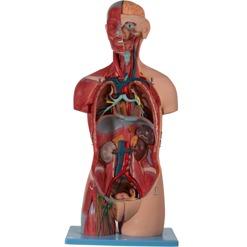 Модель анатомии Sexless торса цвета кожи человеческая с внутренними структурами