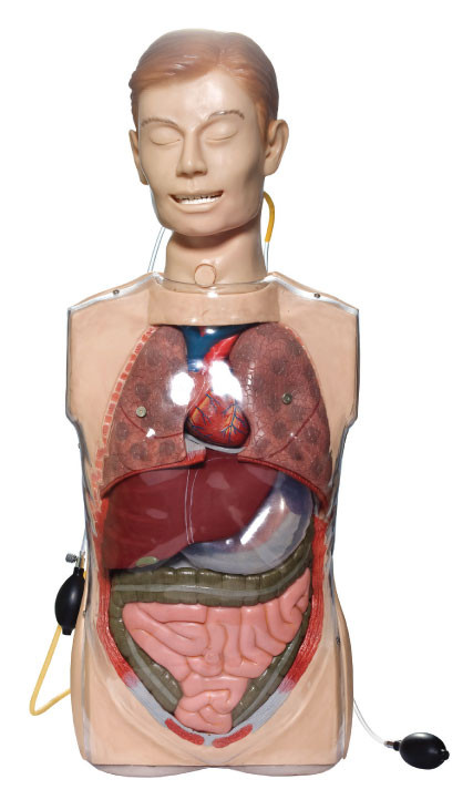 Прозрачные имитаторы гастрического лаважа с органами Anatony для клинической тренировки