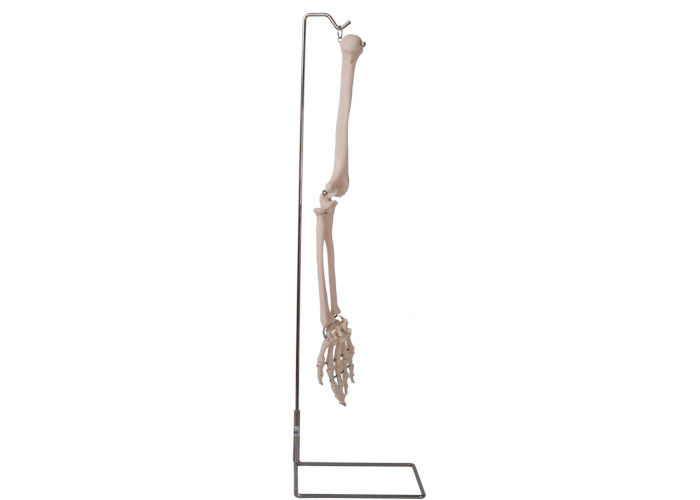 Модель 3D косточки руки анатомии ISO 9001 человеческая для анатомического преподавательства
