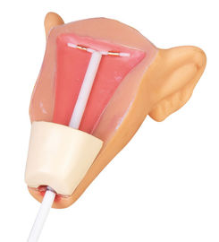Модель образования практики ввода гениталий IUD медицинского имитатора тренировки женская