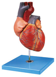 Покрашенная рукой модель анатомирования взрослого сердца людская показывает Aortic свод, предсердие, желудочек