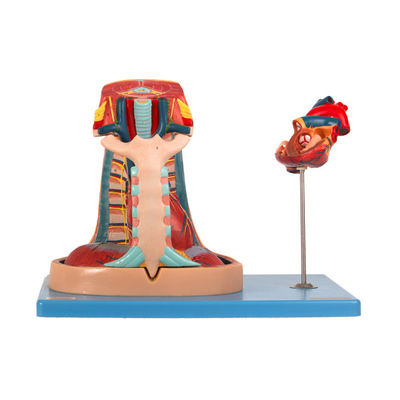 Модель Mediastinum анатомии PVC импорта для тренировки медицинского института