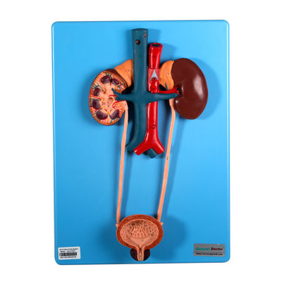 Мочевыделительный режим включает почку и пузырь для школ уча