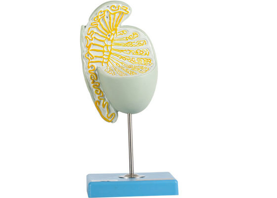 Внутреннее Struction увеличивало модель тестикула для тренировки медицинских институтов