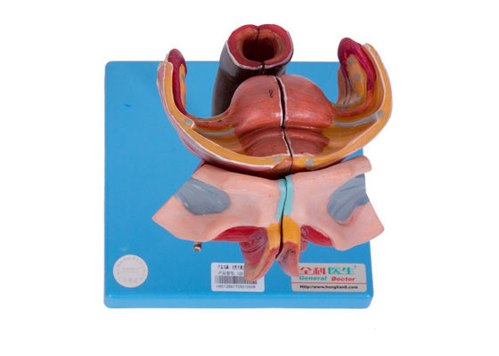 Женские внешние и внутренние генитальные органы моделируют для тренировки коллежей